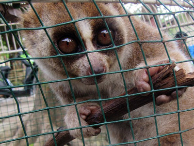 Three Slow Lorises Confiscated in Langkat, Sumatra (January 12, 2016)